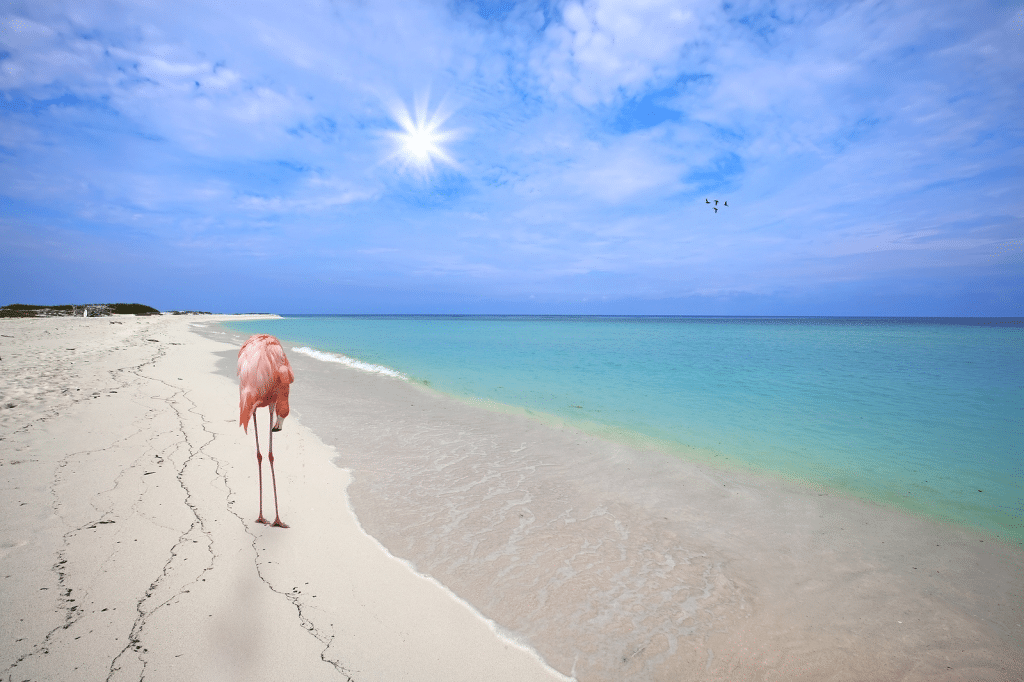 Save On Vacations Reviews Beautiful Aruba (1)